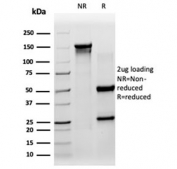 SDS-PAGE analysis of purified, BSA-free SIRT3 antibody (clone PCRP-SIRT3-1C10) as confirmation of integrity and purity.