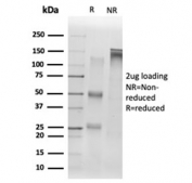 SDS-PAGE analysis of purified, BSA-free SIRT1 antibody (clone PCRP-SIRT1-1E11) as confirmation of integrity and purity.