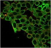Immunofluorescent staining of PFA-fixed human HeLa cells using CNOT10 antibody (green, clone PCRP-CNOT10-1D5) and phalloidin (red).
