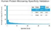 Analysis of HuProt(TM) microarray containing more than 19,000 full-length human proteins using CNOT10 antibody (clone PCRP-CNOT10-1D5). These results demonstrate the foremost specificity of the PCRP-CNOT10-1D5 mAb. Z- and S- score: The Z-score represents the strength of a signal that an antibody (in combination with a fluorescently-tagged anti-IgG secondary Ab) produces when binding to a particular protein on the HuProt(TM) array. Z-scores are described in units of standard deviations (SD's) above the mean value of all signals generated on that array. If the targets on the HuProt(TM) are arranged in descending order of the Z-score, the S-score is the difference (also in units of SD's) between the Z-scores. The S-score therefore represents the relative target specificity of an Ab to its intended target.
