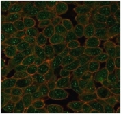 Immunofluorescent staining of PFA-fixed human HeLa cells using GTF2A1 antibody (green, clone PCRP-GTF2A1-1F2) and phalloidin (red).