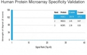 Analysis of HuProt(TM) microarray containing more than 19,000 full-length human proteins using HDAC1 antibody (clone PCRP-HDAC1-1B7). These results demonstrate the foremost specificity of the PCRP-HDAC1-1B7 mAb. Z- and S- score: The Z-score represents the strength of a signal that an antibody (in combination with a fluorescently-tagged anti-IgG secondary Ab) produces when binding to a particular protein on the HuProt(TM) array. Z-scores are described in units of standard deviations (SD's) above the mean value of all signals generated on that array. If the targets on the HuProt(TM) are arranged in descending order of the Z-score, the S-score is the difference (also in units of SD's) between the Z-scores. The S-score therefore represents the relative target specificity of an Ab to its intended target.