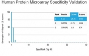 Analysis of HuProt(TM) microarray containing more than 19,000 full-length human proteins using Interleukin 15 antibody (clone IL15/4353). These results demonstrate the foremost specificity of the IL15/4353 mAb. Z- and S- score: The Z-score represents the strength of a signal that an antibody (in combination with a fluorescently-tagged anti-IgG secondary Ab) produces when binding to a particular protein on the HuProt(TM) array. Z-scores are described in units of standard deviations (SD's) above the mean value of all signals generated on that array. If the targets on the HuProt(TM) are arranged in descending order of the Z-score, the S-score is the difference (also in units of SD's) between the Z-scores. The S-score therefore represents the relative target specificity of an Ab to its intended target.