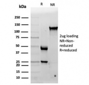 SDS-PAGE analysis of purified, BSA-free Interleukin 15 antibody (clone IL15/4353) as confirmation of integrity and purity.