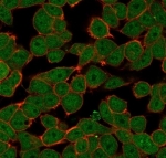 Immunofluorescent staining of PFA-fixed human HeLa cells using ZNF81 antibody (green, clone PCRP-ZNF81-2G2) and phalloidin (red).