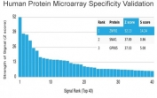 Analysis of HuProt(TM) microarray containing more than 19,000 full-length human proteins using ZNF81 antibody (clone PCRP-ZNF81-2G2). These results demonstrate the foremost specificity of the PCRP-ZNF81-2G2 mAb. Z- and S- score: The Z-score represents the strength of a signal that an antibody (in combination with a fluorescently-tagged anti-IgG secondary Ab) produces when binding to a particular protein on the HuProt(TM) array. Z-scores are described in units of standard deviations (SD's) above the mean value of all signals generated on that array. If the targets on the HuProt(TM) are arranged in descending order of the Z-score, the S-score is the difference (also in units of SD's) between the Z-scores. The S-score therefore represents the relative target specificity of an Ab to its intended target.