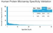 Analysis of HuProt(TM) microarray containing more than 19,000 full-length human proteins using Lysozyme C antibody (clone LYZ/3943). These results demonstrate the foremost specificity of the LYZ/3943 mAb. Z- and S- score: The Z-score represents the strength of a signal that an antibody (in combination with a fluorescently-tagged anti-IgG secondary Ab) produces when binding to a particular protein on the HuProt(TM) array. Z-scores are described in units of standard deviations (SD's) above the mean value of all signals generated on that array. If the targets on the HuProt(TM) are arranged in descending order of the Z-score, the S-score is the difference (also in units of SD's) between the Z-scores. The S-score therefore represents the relative target specificity of an Ab to its intended target.