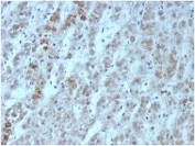 IHC staining of FFPE human adrenal gland tissue with recombinant Interleukin 15 antibody (clone IL15/6971R). HIER: boil tissue sections in pH 9 10mM Tris with 1mM EDTA for 20 min and allow to cool before testing.