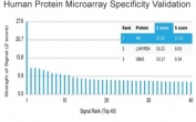 Analysis of HuProt(TM) microarray containing more than 19,000 full-length human proteins using MIF antibody (clone MIF/3489). These results demonstrate the foremost specificity of the MIF/3489 mAb. Z- and S- score: The Z-score represents the strength of a signal that an antibody (in combination with a fluorescently-tagged anti-IgG secondary Ab) produces when binding to a particular protein on the HuProt(TM) array. Z-scores are described in units of standard deviations (SD's) above the mean value of all signals generated on that array. If the targets on the HuProt(TM) are arranged in descending order of the Z-score, the S-score is the difference (also in units of SD's) between the Z-scores. The S-score therefore represents the relative target specificity of an Ab to its intended target.