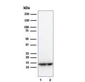 Western blot testing of human 1) LNCaP and 2) PC3 cell lysates using MIF antibody (clone MIF/3489). Predicted molecular weight ~13 kDa.