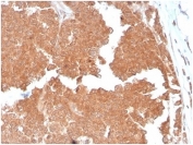 IHC staining of FFPE human small intestine tissue with Aquaporin 4 antibody (clone AQP4/3324). HIER: boil tissue sections in pH 9 10mM Tris with 1mM EDTA for 20 min and allow to cool before testing.