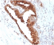IHC staining of FFPE human small intestine with Aquaporin 4 antibody (clone AQP4/3324). HIER: boil tissue sections in pH 9 10mM Tris with 1mM EDTA for 20 min and allow to cool before testing.