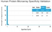Analysis of HuProt(TM) microarray containing more than 19,000 full-length human proteins using Aquaporin 4 antibody (clone AQP4/3324). These results demonstrate the foremost specificity of the AQP4/3324 mAb. Z- and S- score: The Z-score represents the strength of a signal that an antibody (in combination with a fluorescently-tagged anti-IgG secondary Ab) produces when binding to a particular protein on the HuProt(TM) array. Z-scores are described in units of standard deviations (SD's) above the mean value of all signals generated on that array. If the targets on the HuProt(TM) are arranged in descending order of the Z-score, the S-score is the difference (also in units of SD's) between the Z-scores. The S-score therefore represents the relative target specificity of an Ab to its intended target.