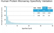 Analysis of HuProt(TM) microarray containing more than 19,000 full-length human proteins using MIF antibody (clone MIF/3490). These results demonstrate the foremost specificity of the MIF/3490 mAb. Z- and S- score: The Z-score represents the strength of a signal that an antibody (in combination with a fluorescently-tagged anti-IgG secondary Ab) produces when binding to a particular protein on the HuProt(TM) array. Z-scores are described in units of standard deviations (SD's) above the mean value of all signals generated on that array. If the targets on the HuProt(TM) are arranged in descending order of the Z-score, the S-score is the difference (also in units of SD's) between the Z-scores. The S-score therefore represents the relative target specificity of an Ab to its intended target.
