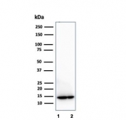 Western blot testing of human 1) LNCaP and 2) PC3 cell lysates using MIF antibody (clone MIF/3489). Predicted molecular weight ~13 kDa.