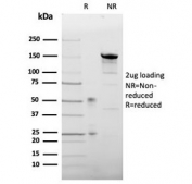 SDS-PAGE analysis of purified, BSA-free LEPR antibody (clone LEPR/4304) as confirmation of integrity and purity.