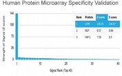 Analysis of HuProt(TM) microarray containing more than 19,000 full-length human proteins using LEPR antibody (clone LEPR/4304). These results demonstrate the foremost specificity of the LEPR/4304 mAb. Z- and S- score: The Z-score represents the strength of a signal that an antibody (in combination with a fluorescently-tagged anti-IgG secondary Ab) produces when binding to a particular protein on the HuProt(TM) array. Z-scores are described in units of standard deviations (SD's) above the mean value of all signals generated on that array. If the targets on the HuProt(TM) are arranged in descending order of the Z-score, the S-score is the difference (also in units of SD's) between the Z-scores. The S-score therefore represents the relative target specificity of an Ab to its intended target.