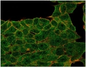 Immunofluorescent staining of PFA-fixed human MCF-7 cells stained using LTF antibody (green, clone LTF/4073) and phalloidin (red).