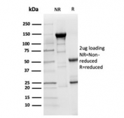 SDS-PAGE analysis of purified, BSA-free LY75/DEC-205 antibody (clone CD205/3720) as confirmation of integrity and purity.