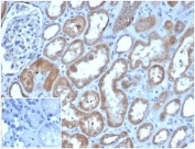 IHC staining of FFPE human kidney tissue with LY75/DEC-205 antibody (clone CD205/3720). Negative control inset: PBS instead of primary antibody to control for secondary binding. HIER: boil tissue sections in pH 9 10mM Tris with 1mM EDTA for 20 min and allow to cool before testing.