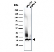 Western blot testing of human spleen tissue and HepG2 cell lysates using Lysozyme C antibody (clone LYZ/3944). Predicted molecular weight ~17 kDa.