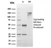 SDS-PAGE analysis of purified, BSA-free recombinant MYOG antibody (clone rMYOG/6297) as confirmation of integrity and purity.