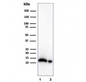 Western blot testing of human 1) LNCaP and 2) PC3 cell lysates using Macrophage Migration Inhibitory Factor antibody (clone MIF/4336). Predicted molecular weight ~13 kDa.