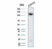 Western blot testing of human kidney tissue lysate with Neprilysin antibody. Routinely visualized at ~100 kDa.
