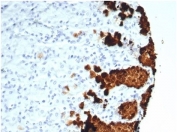 IHC staining of FFPE human stomach tissue with recombinant Gastric Mucin antibody (clone MUC5AC/7067R) at 2ug/ml. HIER: boil tissue sections in pH 9 10mM Tris with 1mM EDTA for 20 min and allow to cool before testing.