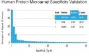 Analysis of HuProt(TM) microarray containing more than 19,000 full-length human proteins using PI3K antibody (clone PIK3R2/292). These results demonstrate the foremost specificity of the PIK3R2/292 mAb. Z- and S- score: The Z-score represents the strength of a signal that an antibody (in combination with a fluorescently-tagged anti-IgG secondary Ab) produces when binding to a particular protein on the HuProt(TM) array. Z-scores are described in units of standard deviations (SD's) above the mean value of all signals generated on that array. If the targets on the HuProt(TM) are arranged in descending order of the Z-score, the S-score is the difference (also in units of SD's) between the Z-scores. The S-score therefore represents the relative target specificity of an Ab to its intended target.