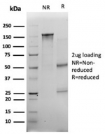 SDS-PAGE analysis of purified, BSA-free Myf-4 antibody (clone PCRP-MYOG-1C5) as confirmation of integrity and purity.