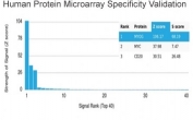 Analysis of HuProt(TM) microarray containing more than 19,000 full-length human proteins using Myf-4 antibody (clone PCRP-MYOG-1C5). These results demonstrate the foremost specificity of the PCRP-MYOG-1C5 mAb. Z- and S- score: The Z-score represents the strength of a signal that an antibody (in combination with a fluorescently-tagged anti-IgG secondary Ab) produces when binding to a particular protein on the HuProt(TM) array. Z-scores are described in units of standard deviations (SD's) above the mean value of all signals generated on that array. If the targets on the HuProt(TM) are arranged in descending order of the Z-score, the S-score is the difference (also in units of SD's) between the Z-scores. The S-score therefore represents the relative target specificity of an Ab to its intended target.