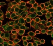 Immunofluorescent staining of PFA-fixed human HeLa cells using NFIA antibody (green, clone PCRP-NFIA-2C6) and phalloidin (red).