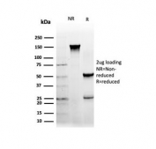 SDS-PAGE analysis of purified, BSA-free NFIA antibody (clone PCRP-NFIA-2C6) as confirmation of integrity and purity.