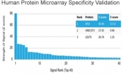 Analysis of HuProt(TM) microarray containing more than 19,000 full-length human proteins using NFIA antibody (clone PCRP-NFIA-2C6). These results demonstrate the foremost specificity of the PCRP-NFIA-2C6 mAb. Z- and S- score: The Z-score represents the strength of a signal that an antibody (in combination with a fluorescently-tagged anti-IgG secondary Ab) produces when binding to a particular protein on the HuProt(TM) array. Z-scores are described in units of standard deviations (SD's) above the mean value of all signals generated on that array. If the targets on the HuProt(TM) are arranged in descending order of the Z-score, the S-score is the difference (also in units of SD's) between the Z-scores. The S-score therefore represents the relative target specificity of an Ab to its intended target.