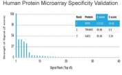 Analysis of HuProt(TM) microarray containing more than 19,000 full-length human proteins using BNP antibody (clone NPPB/4493). These results demonstrate the foremost specificity of the NPPB/4493 mAb. Z- and S- score: The Z-score represents the strength of a signal that an antibody (in combination with a fluorescently-tagged anti-IgG secondary Ab) produces when binding to a particular protein on the HuProt(TM) array. Z-scores are described in units of standard deviations (SD's) above the mean value of all signals generated on that array. If the targets on the HuProt(TM) are arranged in descending order of the Z-score, the S-score is the difference (also in units of SD's) between the Z-scores. The S-score therefore represents the relative target specificity of an Ab to its intended target.