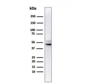 Western blot analysis of human PC3 cell lysate using recombinant Ornithine Decarboxylase antibody (clone rODC1/487). Predicted molecular weight ~51 kDa.