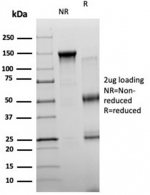 SDS-PAGE analysis of purified, BSA-free Neurogenin 3 antibody (clone PCRP-NEUROG3-1E10) as confirmation of integrity and purity.