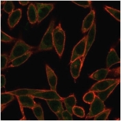 Immunofluorescent staining of PFA-fixed human HeLa cells using Neurogenin 3 antibody (green, clone PCRP-NEUROG3-1E10) and phalloidin (red).