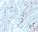IHC staining of FFPE human testis tissue with GMNN antibody (clone GMNN/4033). HIER: boil tissue sections in pH 9 10mM Tris with 1mM EDTA for 20 min and allow to cool before testing.