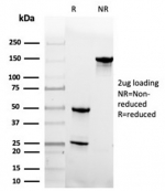 SDS-PAGE analysis of purified, BSA-free GMNN antibody (clone GMNN/4033) as confirmation of integrity and purity.