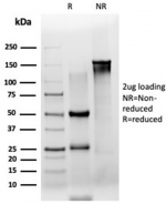 SDS-PAGE analysis of purified, BSA-free ZSCAN2 antibody (clone PCRP-ZSCAN2-1F8) as confirmation of integrity and purity.