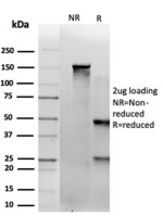SDS-PAGE analysis of purified, BSA-free SAMD4B antibody (clone PCRP-SAMD4B-1H3) as confirmation of integrity and purity.