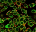 Immunofluorescent staining of PFA-fixed human HeLa cells using SAMD4B antibody (green, clone PCRP-SAMD4B-1H3) and phalloidin (red).