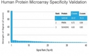 Analysis of HuProt(TM) microarray containing more than 19,000 full-length human proteins using SAMD4B antibody (clone PCRP-SAMD4B-1H3). These results demonstrate the foremost specificity of the PCRP-SAMD4B-1H3 mAb. Z- and S- score: The Z-score represents the strength of a signal that an antibody (in combination with a fluorescently-tagged anti-IgG secondary Ab) produces when binding to a particular protein on the HuProt(TM) array. Z-scores are described in units of standard deviations (SD's) above the mean value of all signals generated on that array. If the targets on the HuProt(TM) are arranged in descending order of the Z-score, the S-score is the difference (also in units of SD's) between the Z-scores. The S-score therefore represents the relative target specificity of an Ab to its intended target.