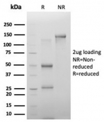 SDS-PAGE analysis of purified, BSA-free PHF10 antibody (clone PCRP-PHF10-2A10) as confirmation of integrity and purity.