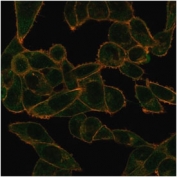 Immunofluorescent staining of PFA-fixed human HeLa cells using PHF10 antibody (green, clone PCRP-PHF10-2A10) and phalloidin (red).