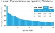Analysis of HuProt(TM) microarray containing more than 19,000 full-length human proteins using PHF10 antibody (clone PCRP-PHF10-2A10). These results demonstrate the foremost specificity of the PCRP-PHF10-2A10 mAb. Z- and S- score: The Z-score represents the strength of a signal that an antibody (in combination with a fluorescently-tagged anti-IgG secondary Ab) produces when binding to a particular protein on the HuProt(TM) array. Z-scores are described in units of standard deviations (SD's) above the mean value of all signals generated on that array. If the targets on the HuProt(TM) are arranged in descending order of the Z-score, the S-score is the difference (also in units of SD's) between the Z-scores. The S-score therefore represents the relative target specificity of an Ab to its intended target.