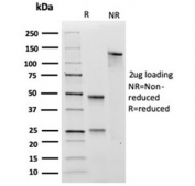 SDS-PAGE analysis of purified, BSA-free SOX4 antibody (clone PCRP-SOX4-1D6) as confirmation of integrity and purity.