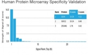 Analysis of HuProt(TM) microarray containing more than 19,000 full-length human proteins using SOX4 antibody (clone PCRP-SOX4-1D6). These results demonstrate the foremost specificity of the PCRP-SOX4-1D6 mAb. Z- and S- score: The Z-score represents the strength of a signal that an antibody (in combination with a fluorescently-tagged anti-IgG secondary Ab) produces when binding to a particular protein on the HuProt(TM) array. Z-scores are described in units of standard deviations (SD's) above the mean value of all signals generated on that array. If the targets on the HuProt(TM) are arranged in descending order of the Z-score, the S-score is the difference (also in units of SD's) between the Z-scores. The S-score therefore represents the relative target specificity of an Ab to its intended target.